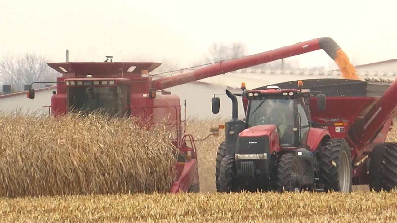 Corn Harvest 2020 | Case IH 2388 Axial Flow Combine Harvesting Corn | Ontario, Canada