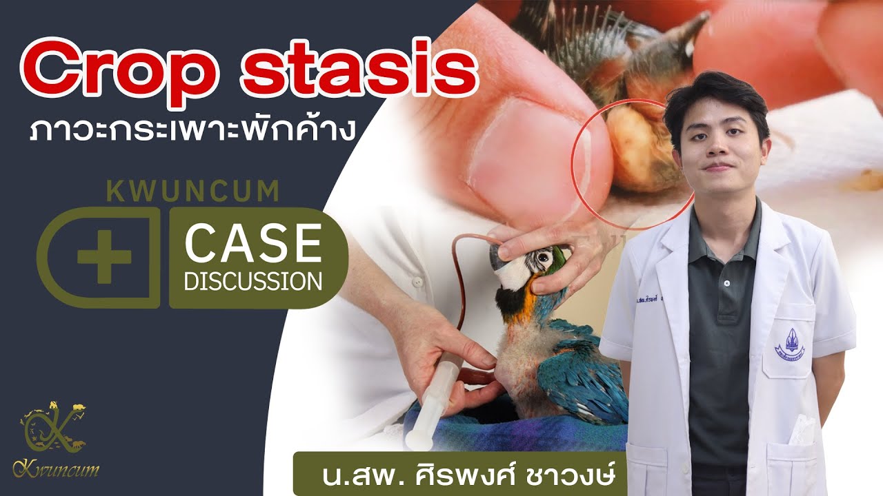 Crop stasis หรือ ภาวะกระเพาะพักค้างในนกแก้ว โดย น.สพ. ศิรพงศ์ ชาวงษ์