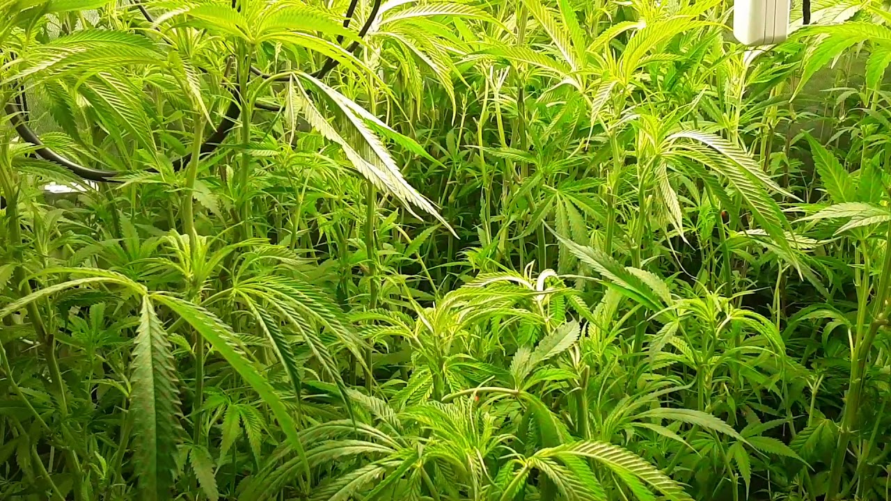 LEAF STRIP