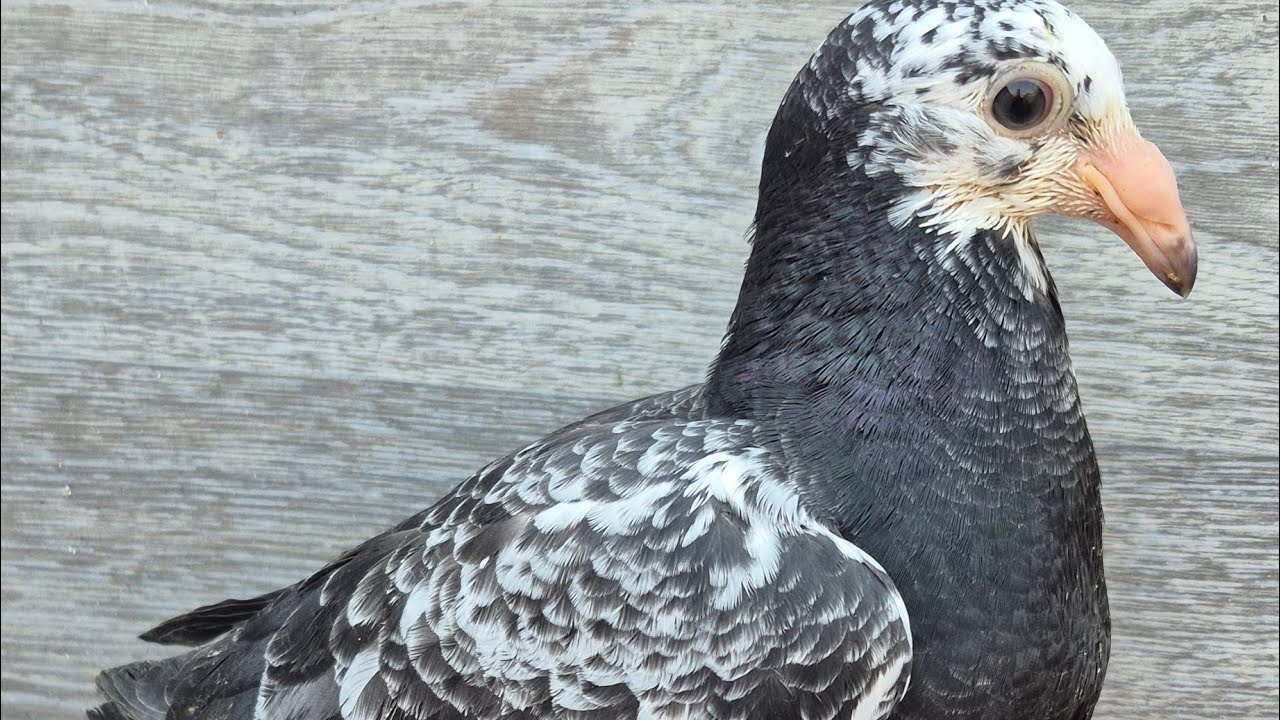 حكينا عن الحمام يلي عم ننزل على بيت الجيران 