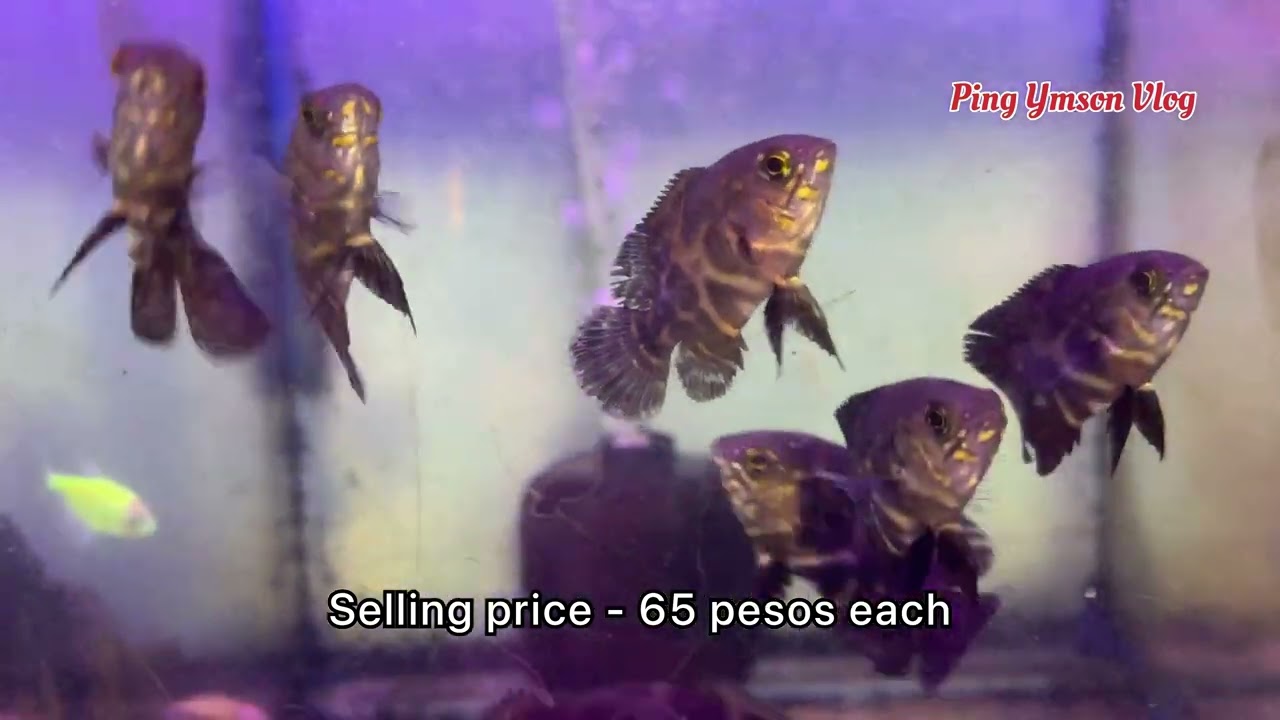 FISH UPDATE PART 5 DAMI PANG AVAILABLE! June 23,2023 Cartimar Aqualand Alley...