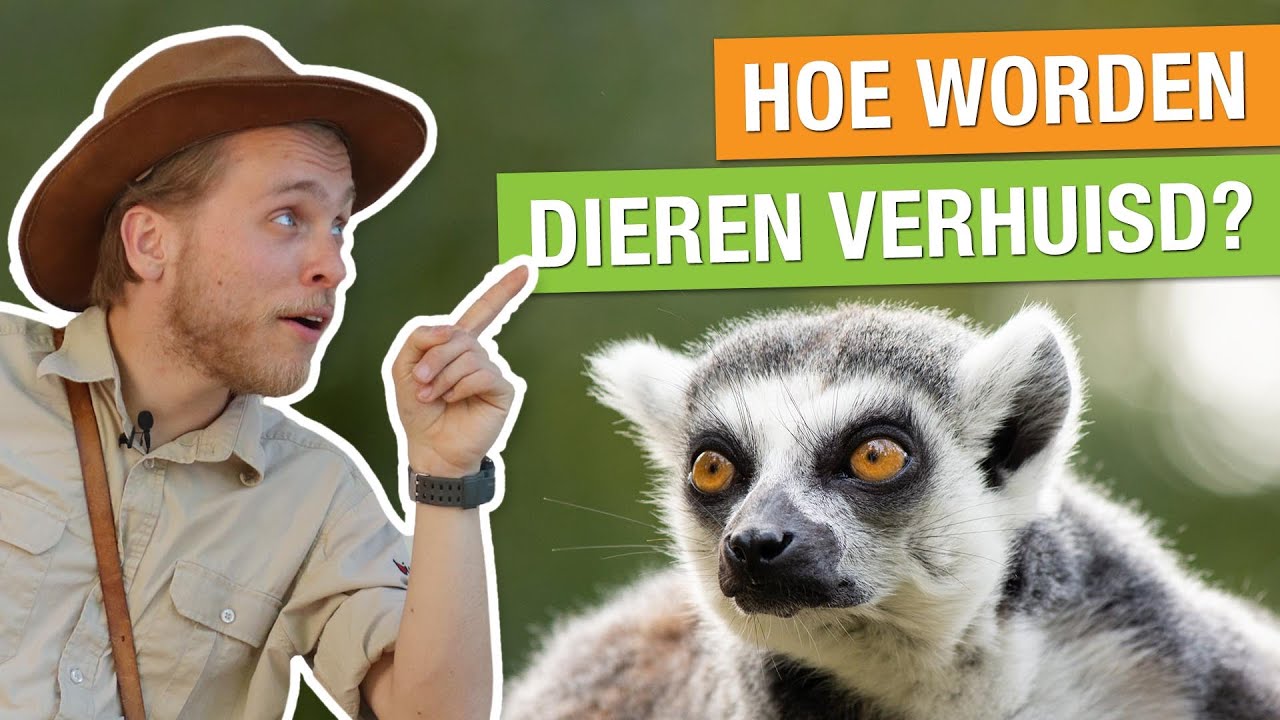 ZO VERHUIZEN DIEREN NAAR ONS DIERENPARK! 🐒 KIJK ACHTER DE SCHERMEN! | Op pad met Niels #21