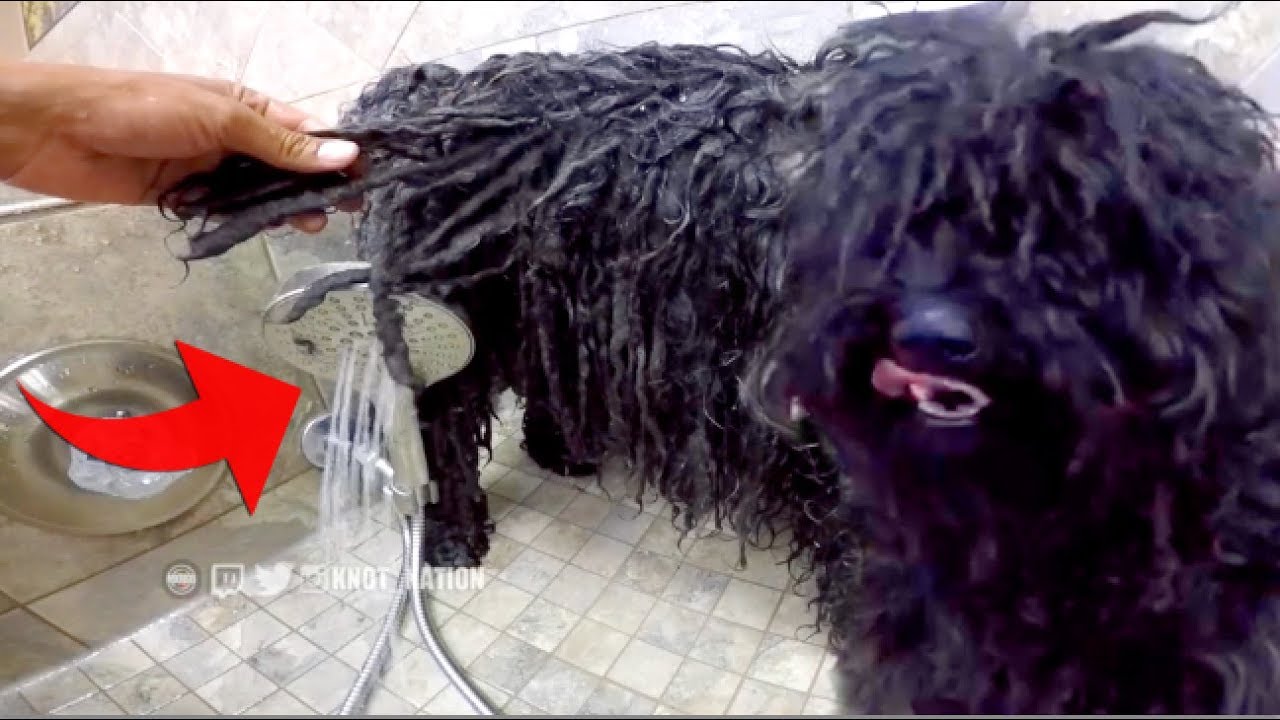 Ziggy The Puli Gets Groomed and Washed his Dreadlocks