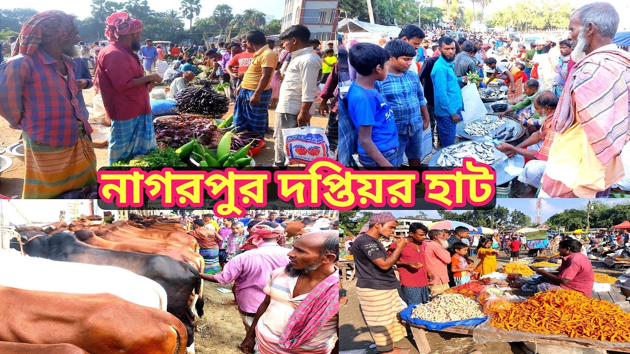 নাগরপুরের ঐতিহ্যবাহী দপ্তিয়র হাট।Doptior Hat@Manikganjprotidin