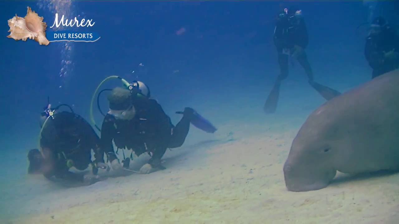 Dugong encounter on Bangka Island - Murex Dive Resorts