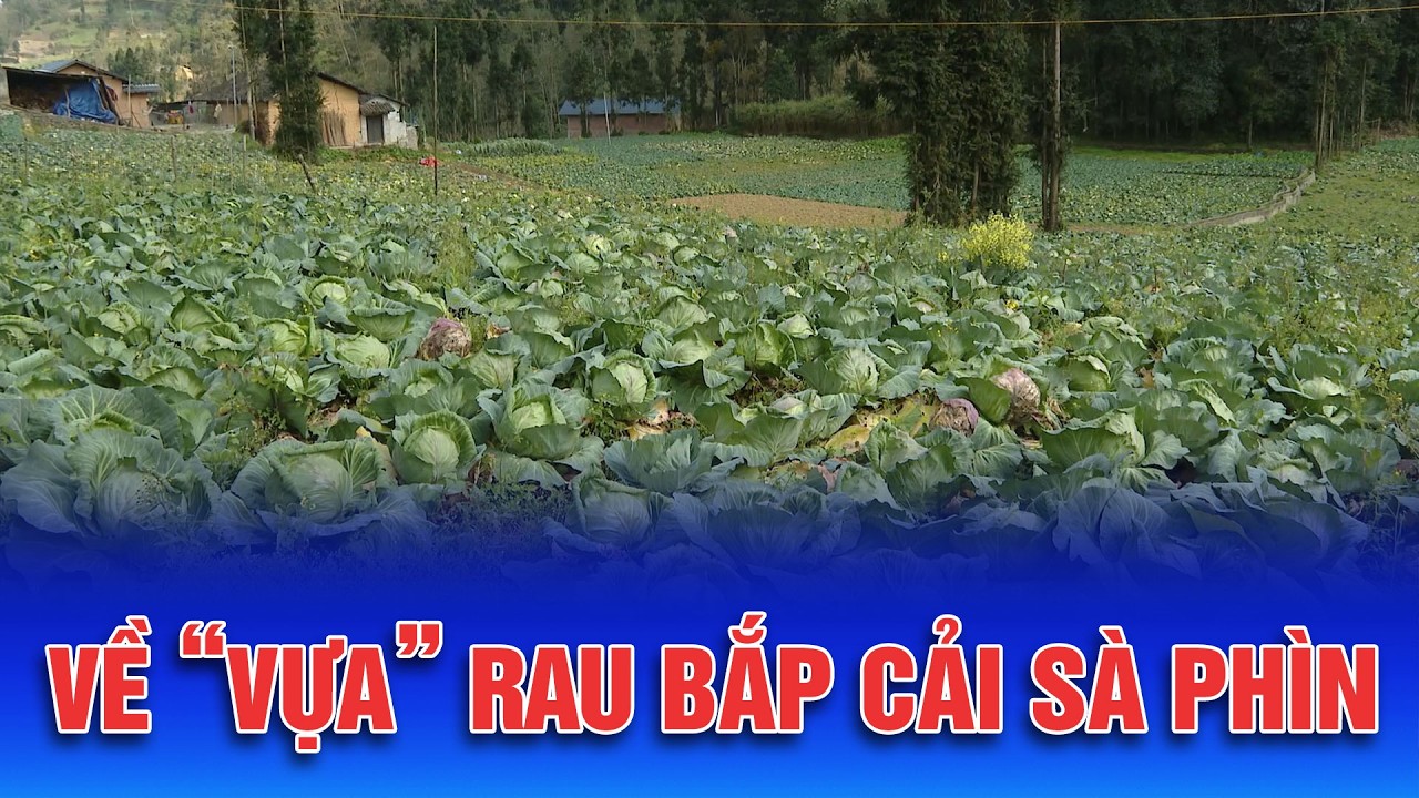 Về với vùng rau bắp cải Sà Phìn