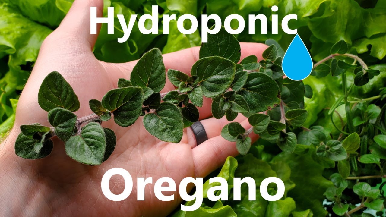 Growing Oregano in an Indoor Hydroponic Rail System