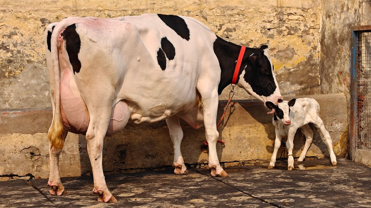8 Cows for sale, 8 ਗਾਵਾਂ ਕਾਲੇ ਸੈਦੋਕੇ ਵਾਲੇ ਕੋਲ 