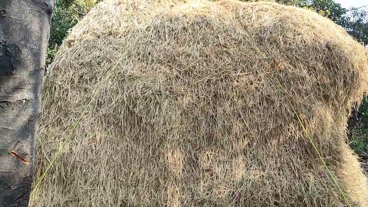 How to construct Cow Shed & urine tank||hari babu||natural farming 