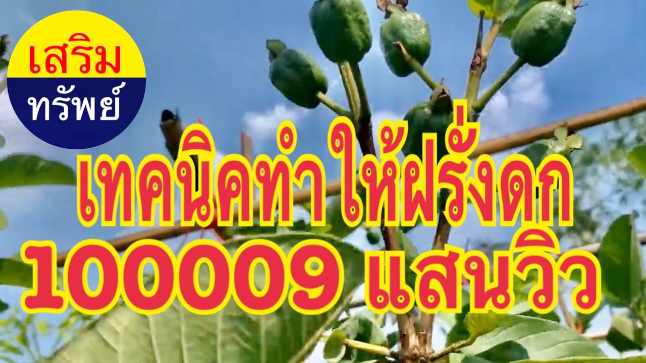 เทคนิคทำให้ฝรั่งดก 100,000 วิว