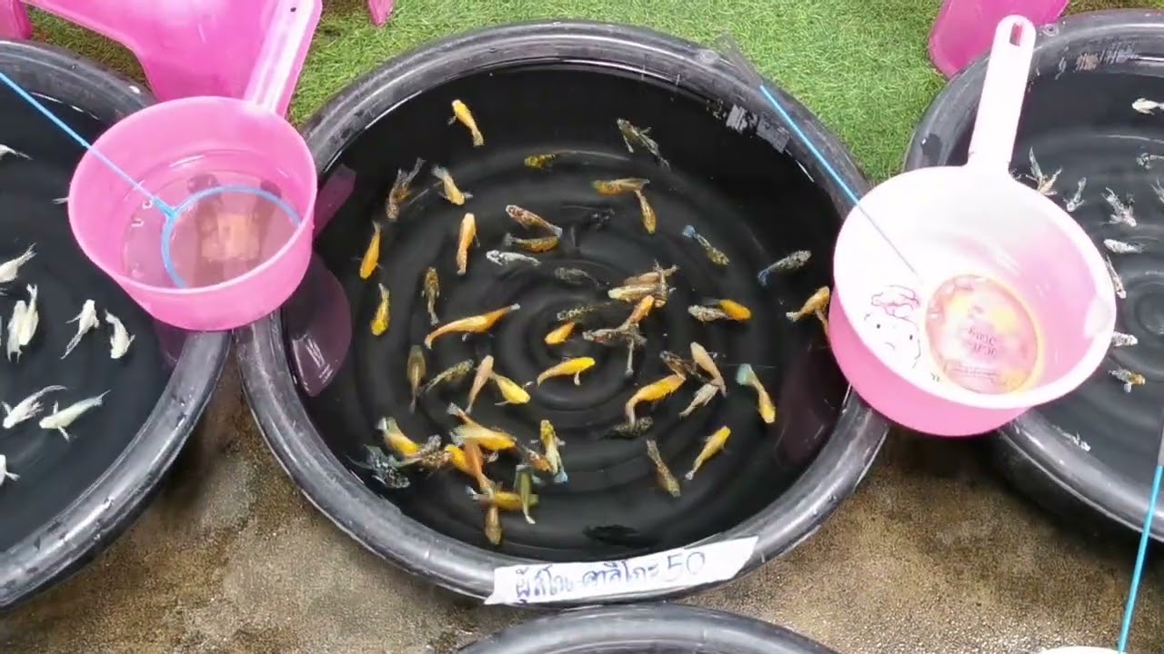 ตลาด​ปลา​สวยงาม​ลาน​เร่​จตุจักร​🐟​(18/02/2026)​