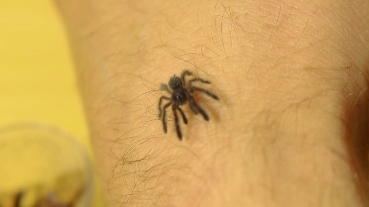 Dostałem pająka za darmo?