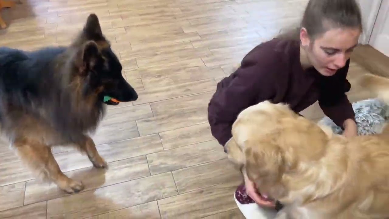Leo Fucarev! Golden Retriever Dad Meets His Pup Emotional Reunion