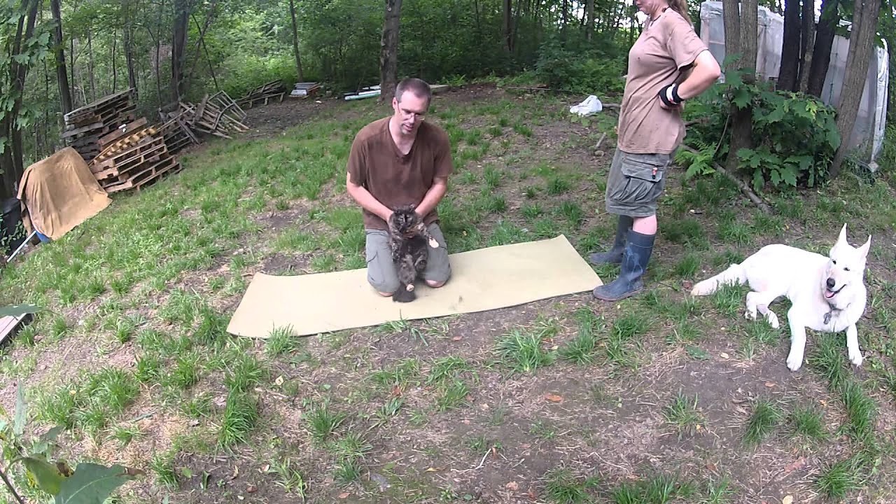 Cat Choking First Aid