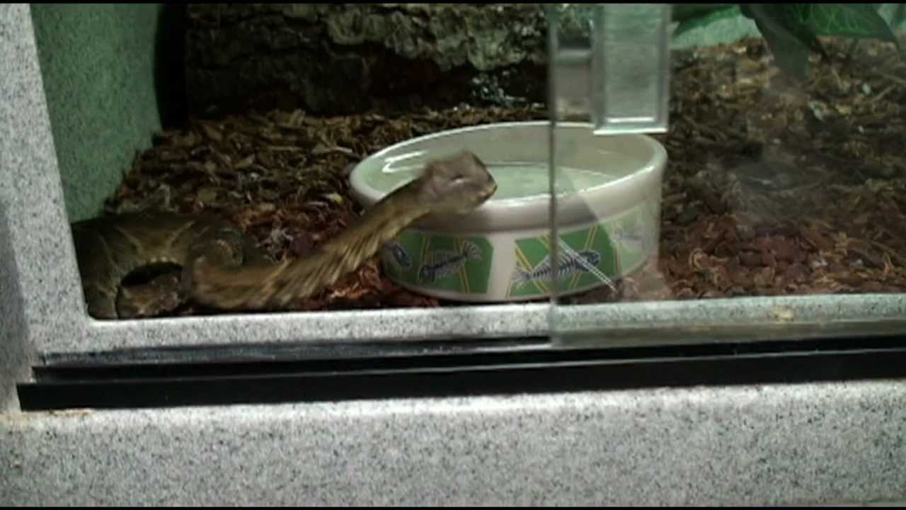 Elvis takes a stroll