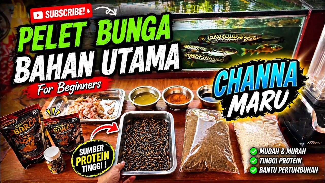 BAHAN UTAMA BUAT PELET BUNGA CHANNA MARU SHRIMPELET BARCA