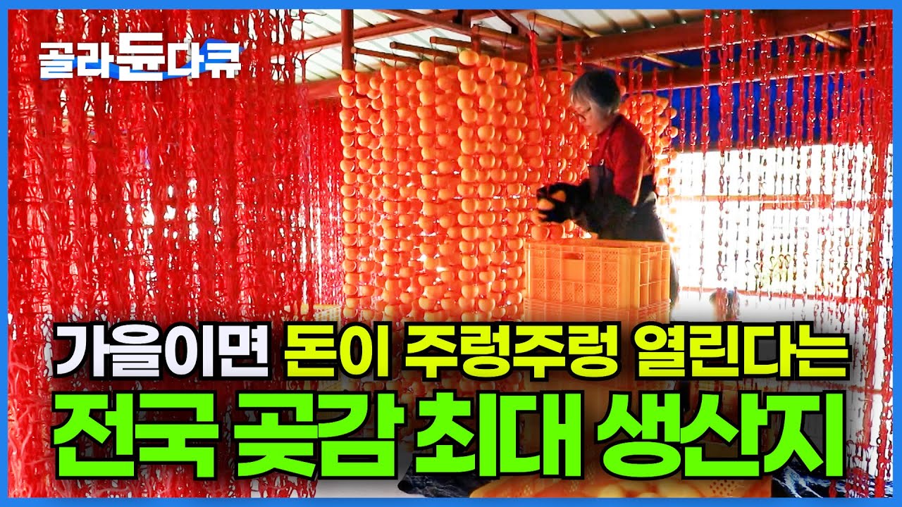 가을엔 활짝 웃는다! 추석 대표 선물 곶감 대표 생산지, 경북 상주의 감 수확기｜목포에서 조선업하다 귀촌해 감농사 짓는 부부｜한국기행｜#골라듄다큐
