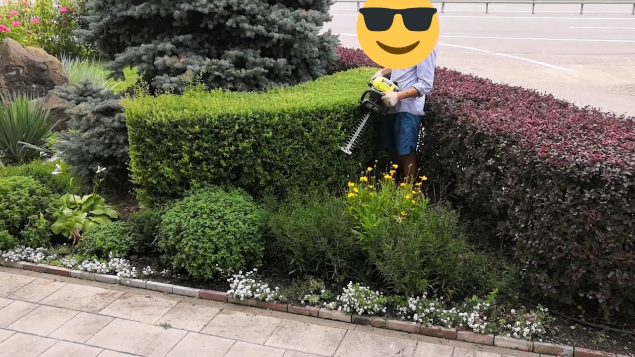 Стрижка живой изгороди