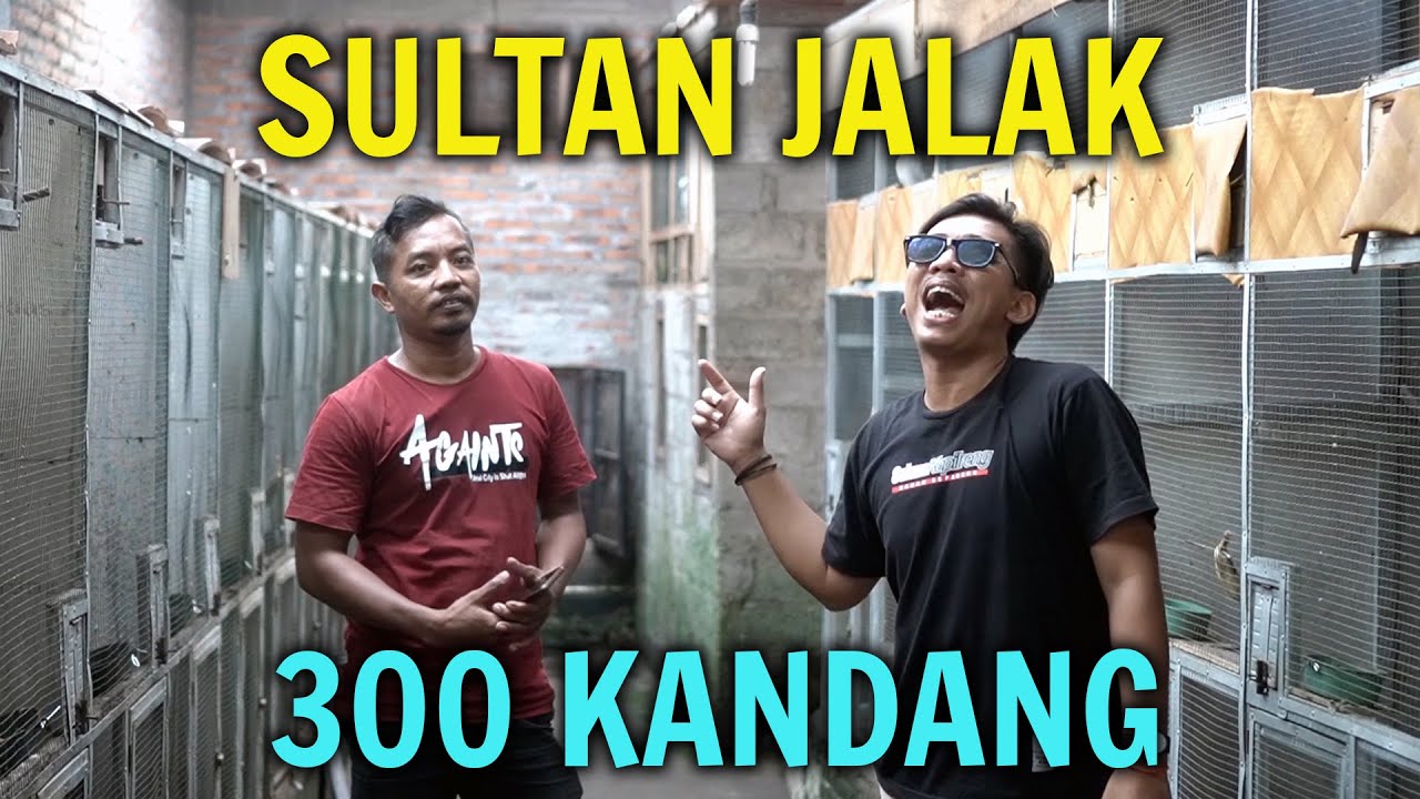 JADI SULTAN JALAK, TERNAK RATUSAN BURUNG JALAK DI RUMAH - Ucup Klaten