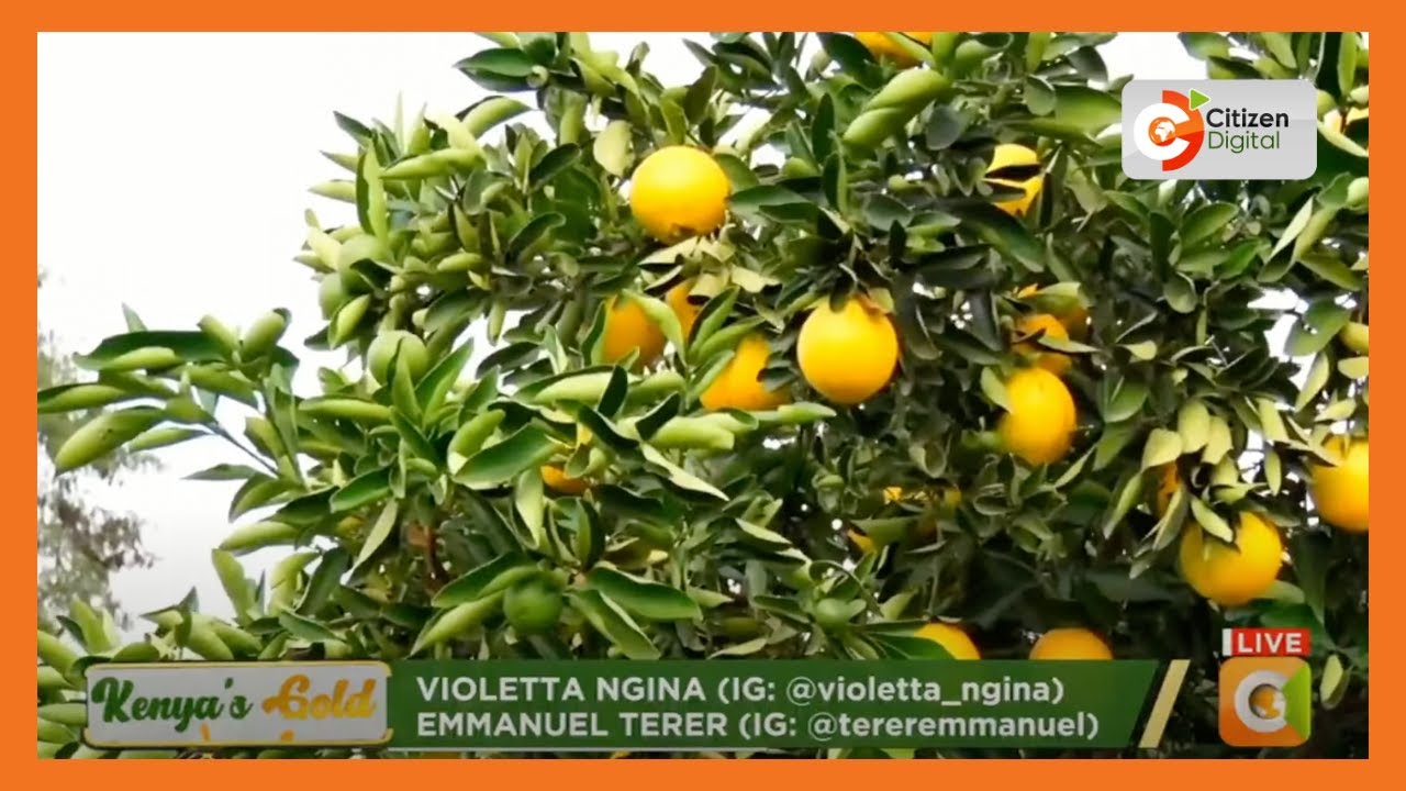 Kenya's Gold | How Makueni farmers are turning barren farms into thriving food forests
