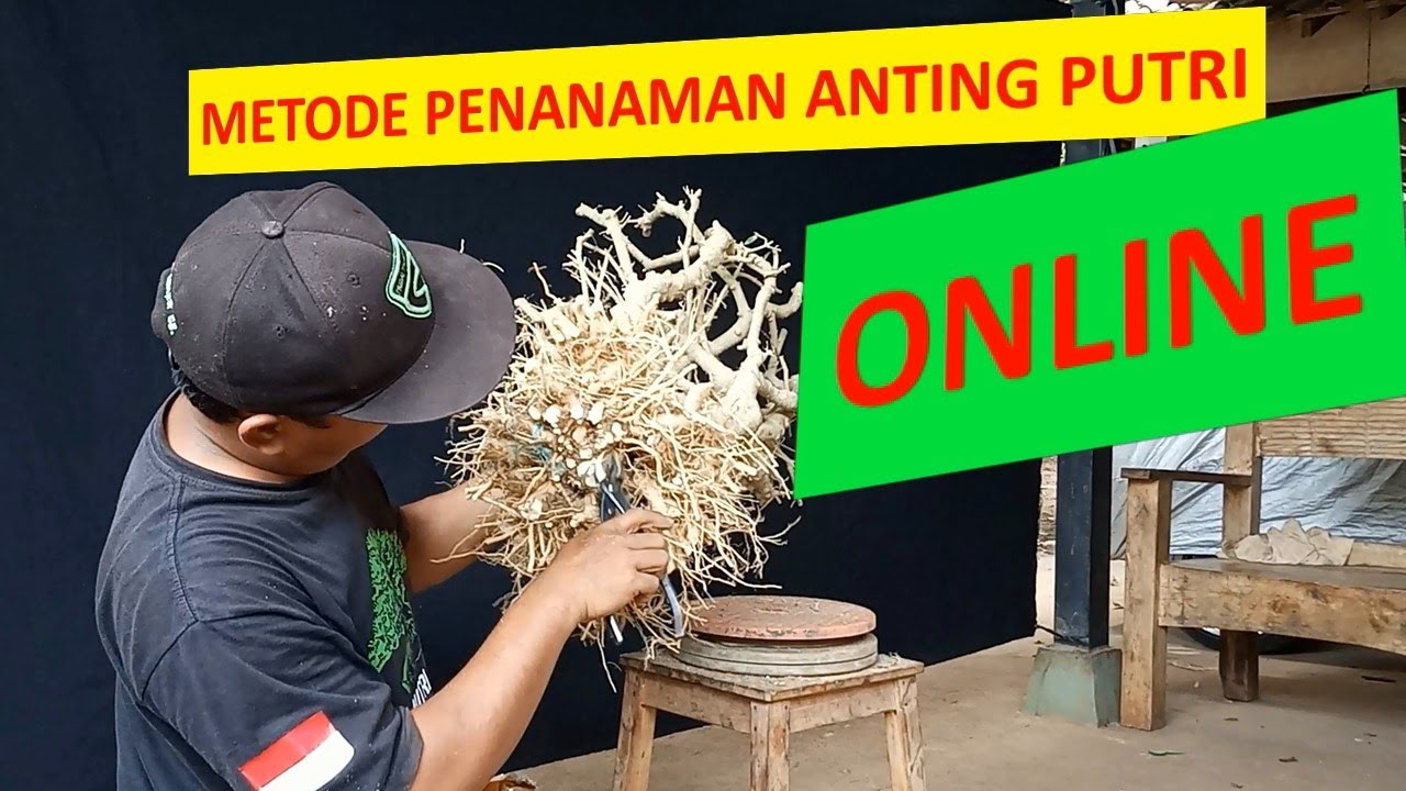 #50 METODE PENANAMAN ANTING PUTRI ONLINE