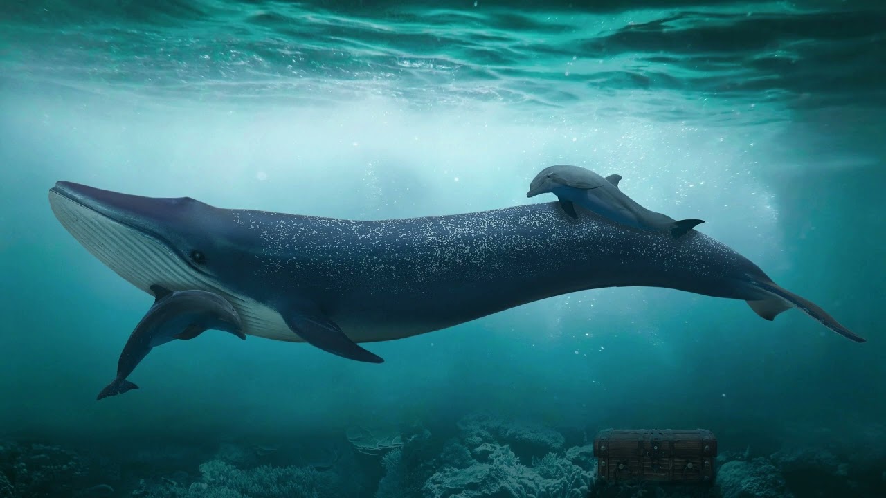 Whales whistles sound