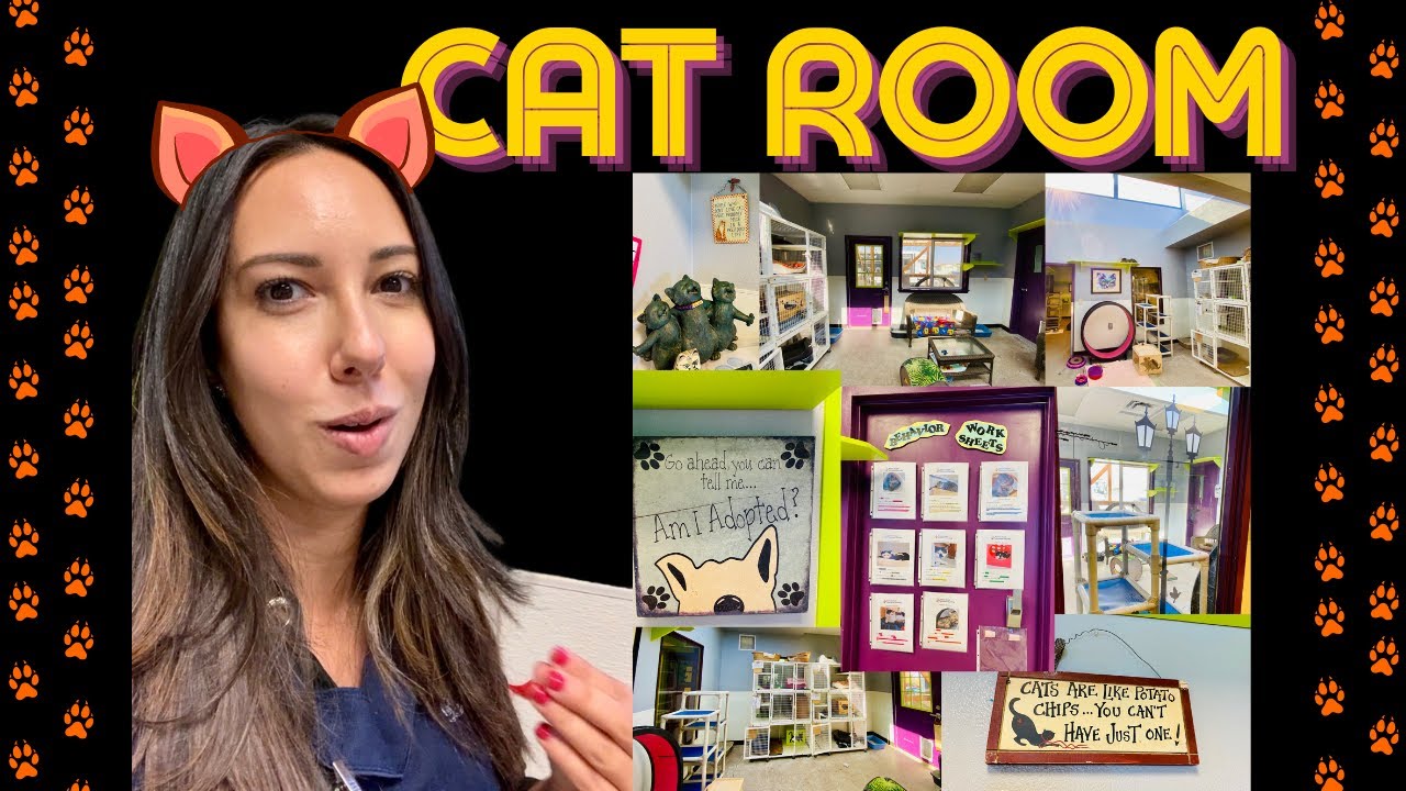 Cat Room: área gatificada exclusiva dos felinos