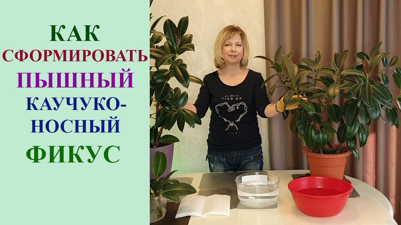 ФОРМИРУЕМ ПЫШНЫЙ КУСТ КАУЧУКОНОСНОГО ФИКУСА.