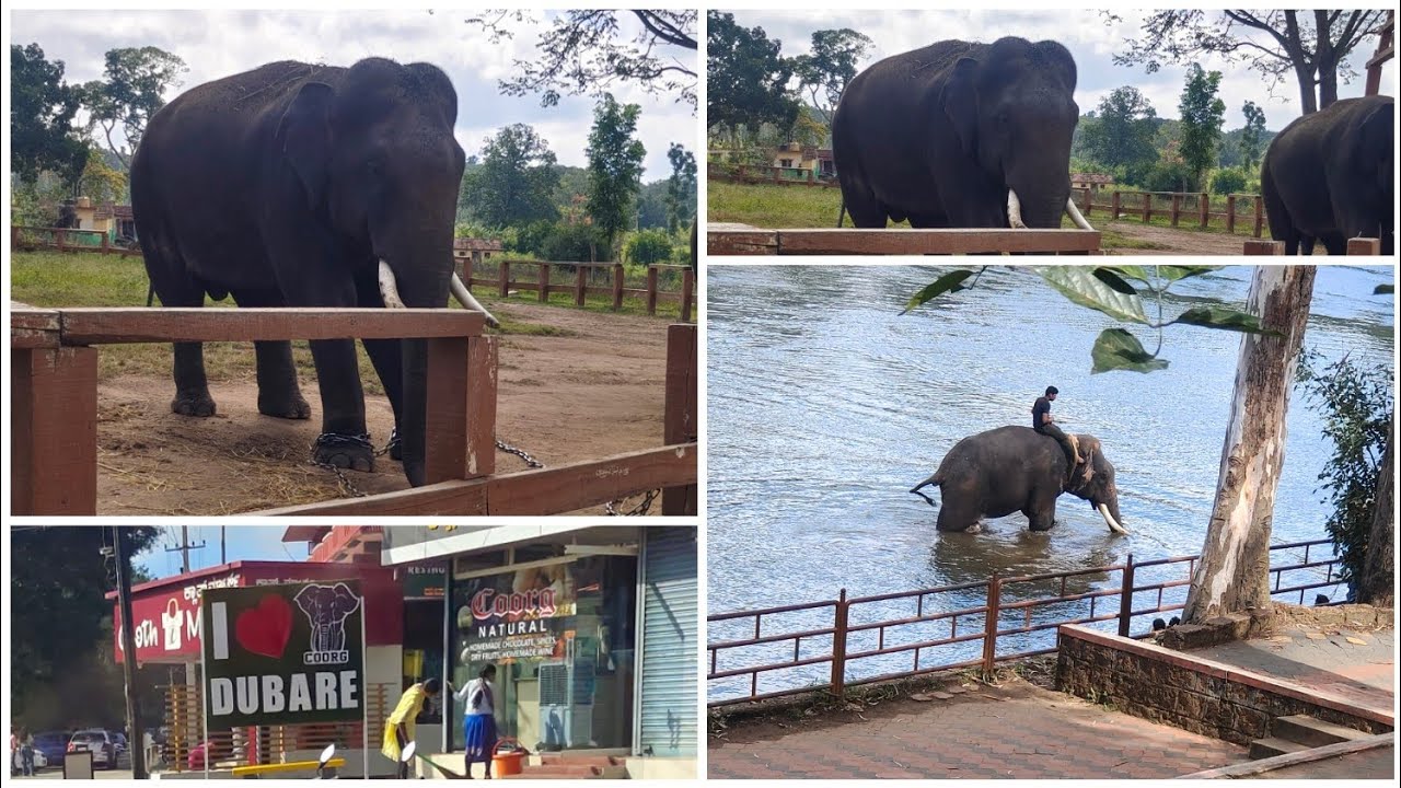 Dubare elephant camp Coorg/Exploring Coorg Karnataka tourist place/Elephant feeding/bathingelephant