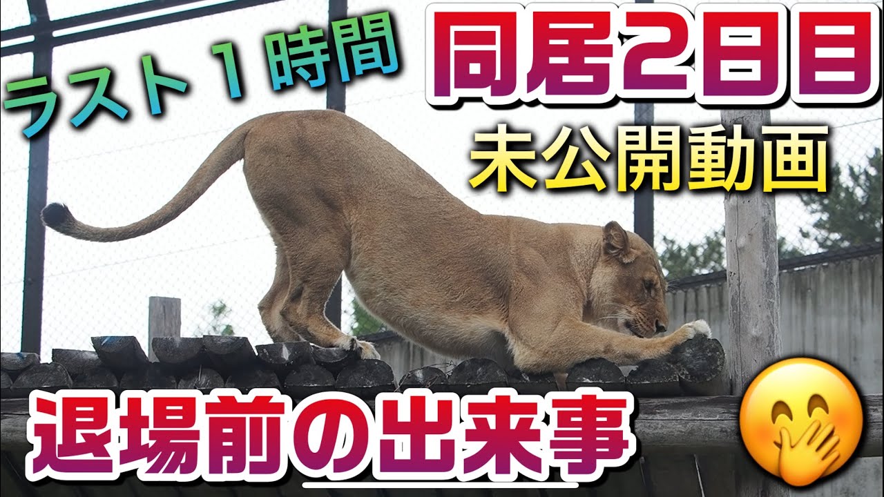 ラスト１時間の退場までの出来事🤭【同居2日目未公開分】 #のんほいパーク #アース #シルク #同居 #のんほいパーク 安佐動物園 #桐生が岡動物園 #旭山動物園 #茶臼山動物園