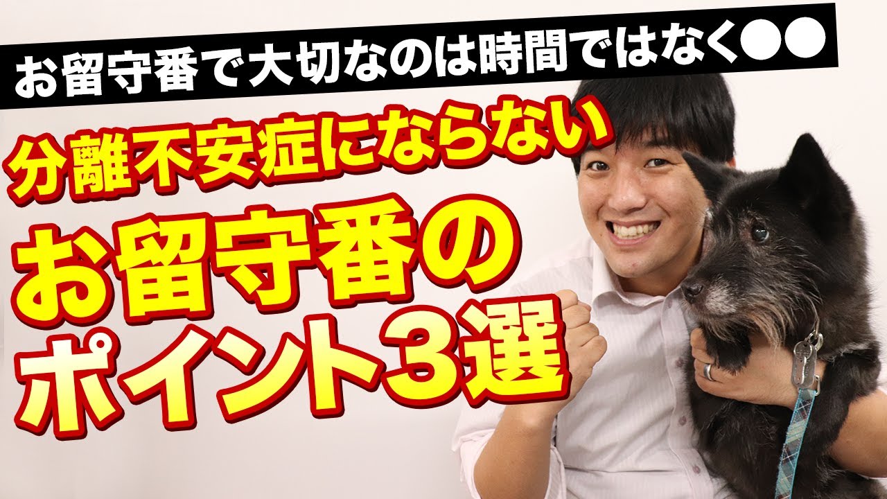 愛犬のお留守番はお留守番をする時間が重要じゃない！？分離不安症にならないお留守番のポイント3選！