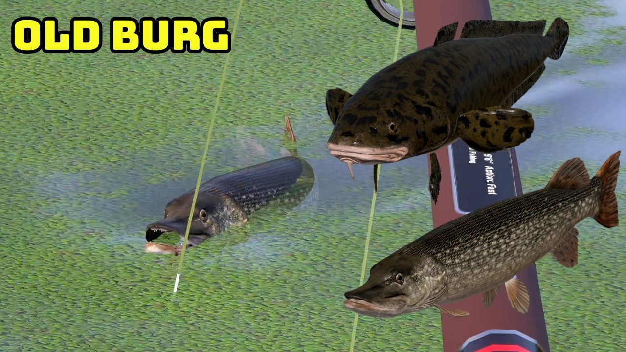 Russian Fishing 4 | Old Burg | Burbot &  Pike