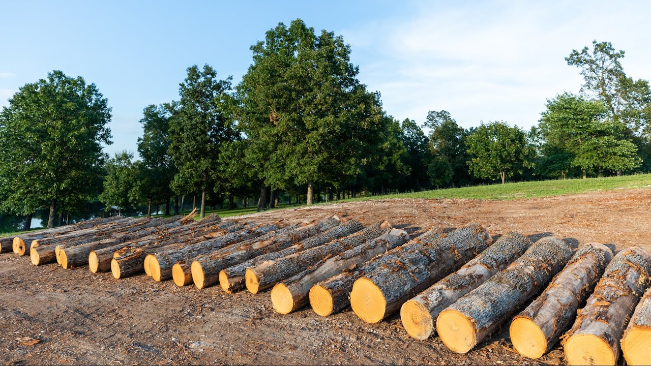 Grading a Log with a World Cooperage Log Buyer