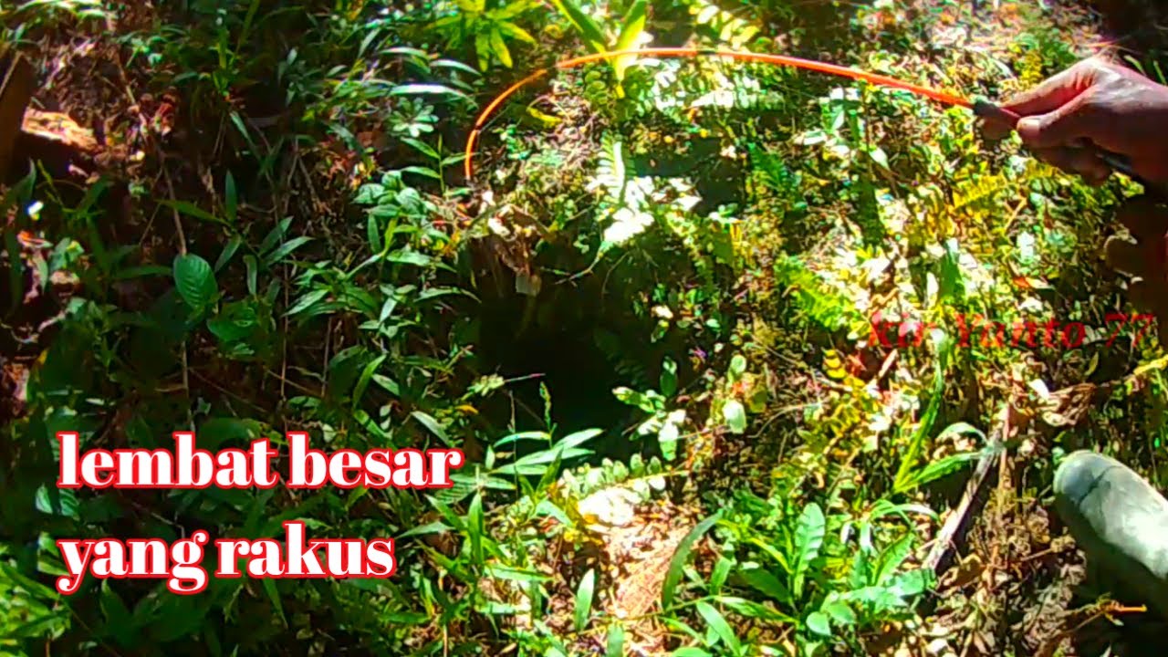 MANCING LEMBAT BESAR YANG SUPER GANAS || kir Yanto 77