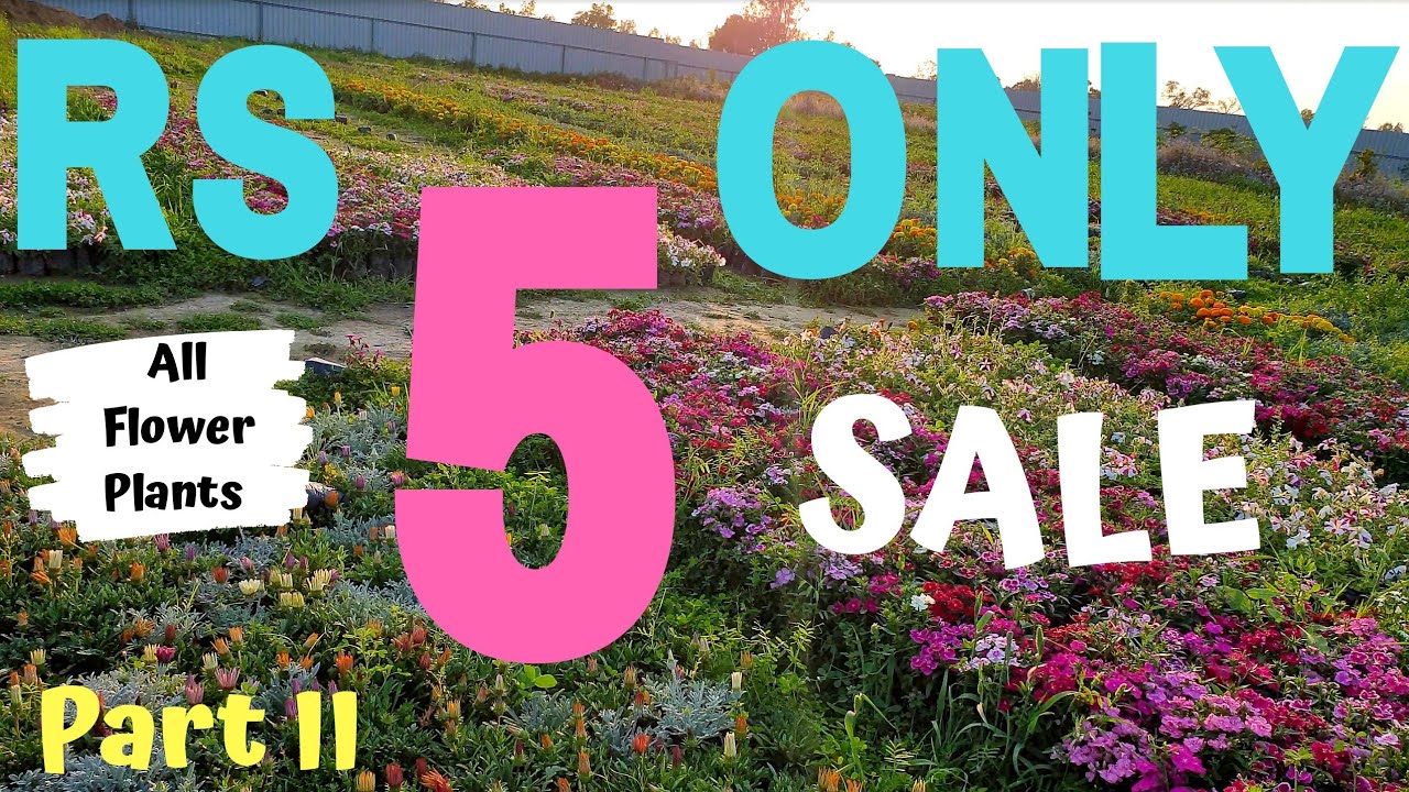 BIGGEST NURSERY | OUTDOOR PLANTS | BONSAI COLLECTION | CHEAPEST NURSERY | BAREILLY