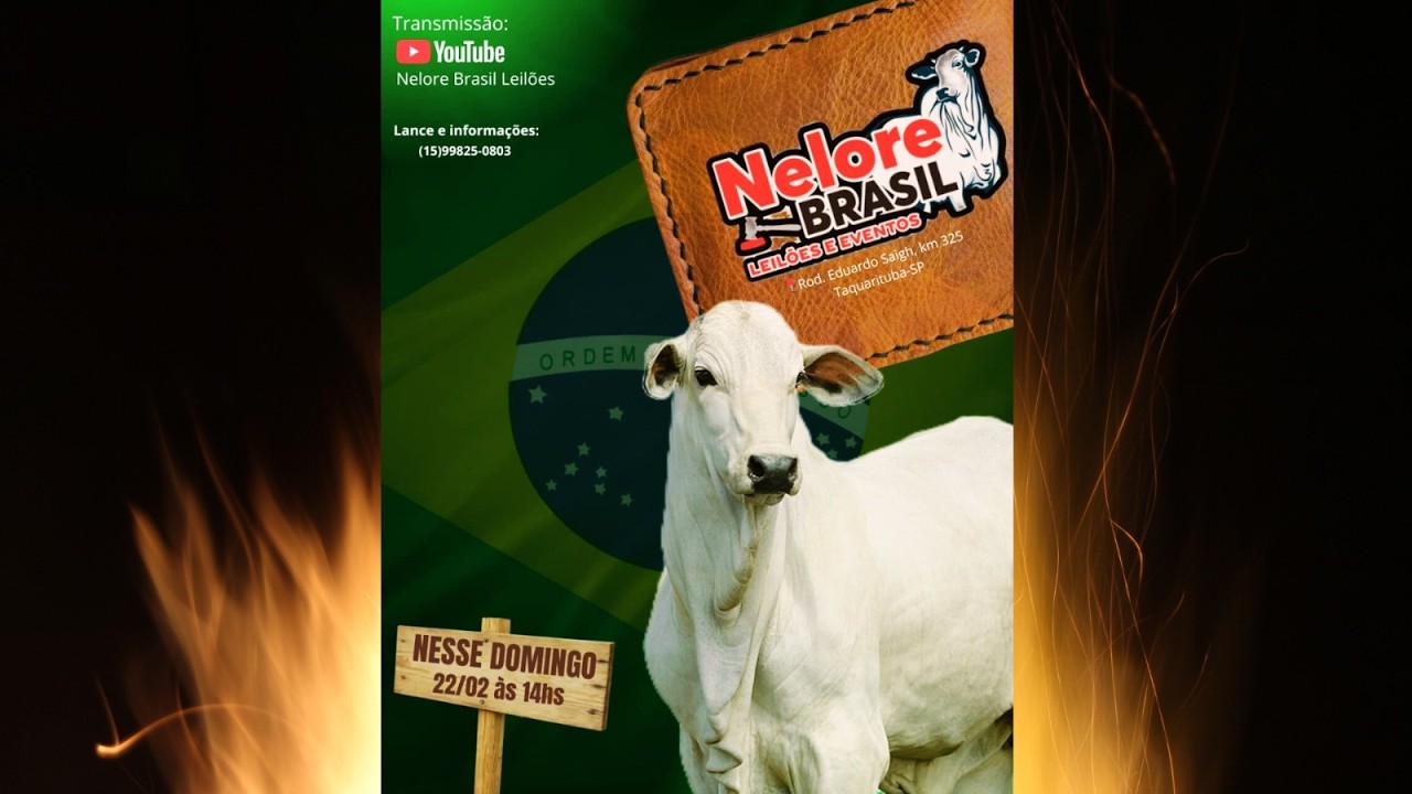 7° LEILÃO DE GADO - 22/02/2026 - Nelore Brasil Leilões e Eventos -  TAQUARITUBA/SP #agro #aovivo