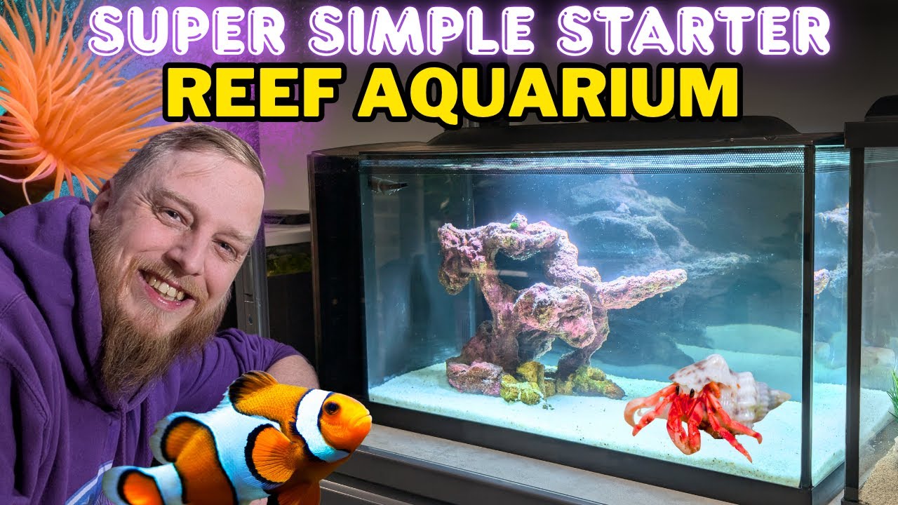 How to Set Up a Saltwater Aquarium: Step by Step Beginner's Guide