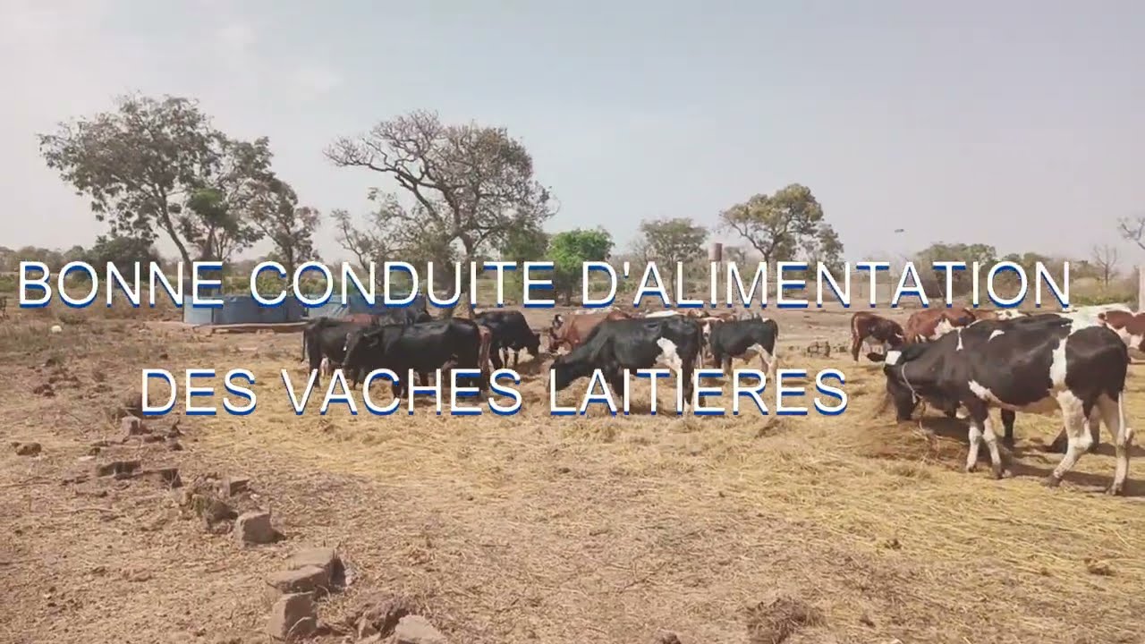 BONNE CONDUITE DE L'ALIMENTATION DES VACHES DE LA FERME ADS : LE BIEN ETRE ANIMAL RESPECTE.