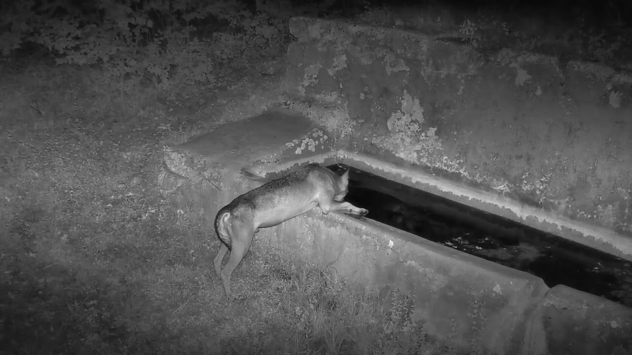 Passaggio di fauna selvatica nei pressi di una vasca per bere