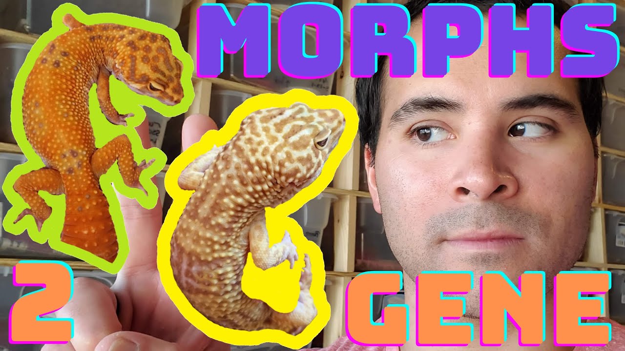 LEOPARD GECKO MORPHS: Understanding the Effects of Combining Different Leopard Gecko Morphs! (2020)