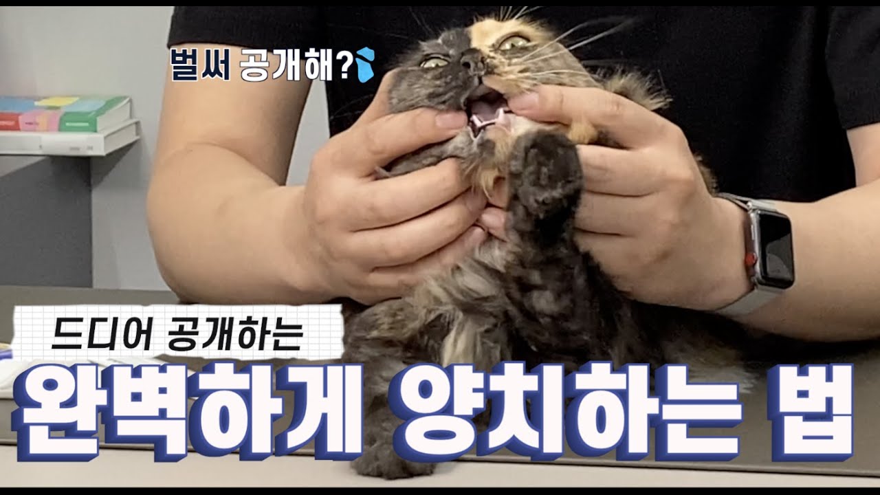 양치가 안 되면~ 냥신티비 닷컴~~ (고양이 양치 교육)