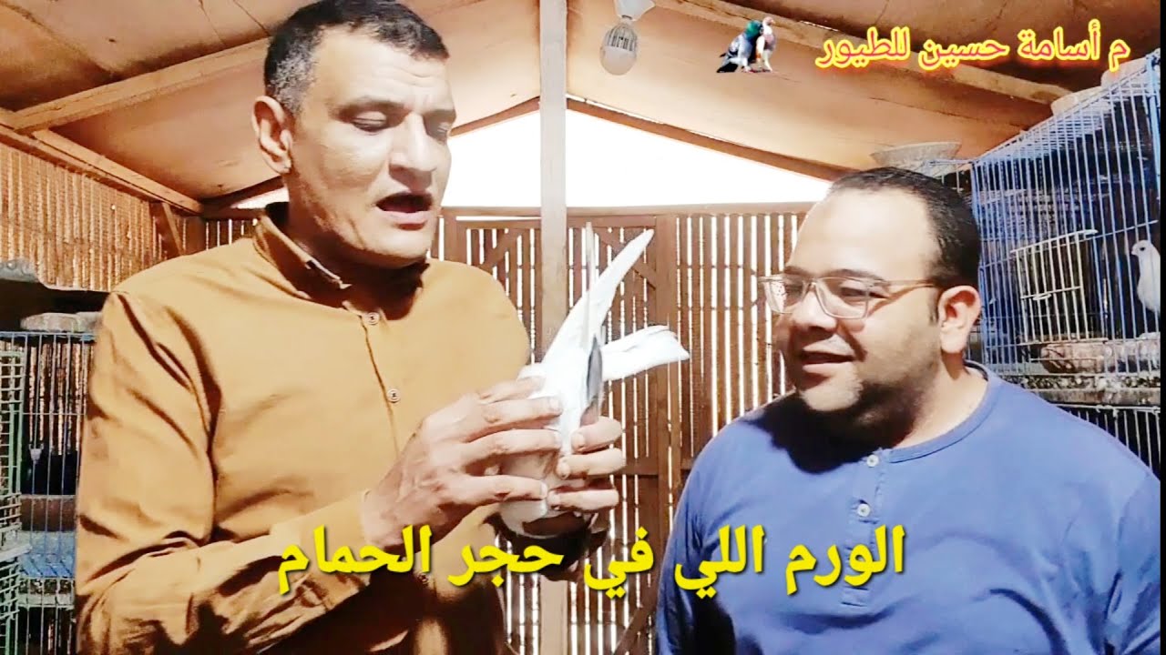 الورم اللى في حجر #الحمام #العصافير #البغبغنات... إيه أسبابه ؟ وكمان الورم اللى في المفاصل والجناحين
