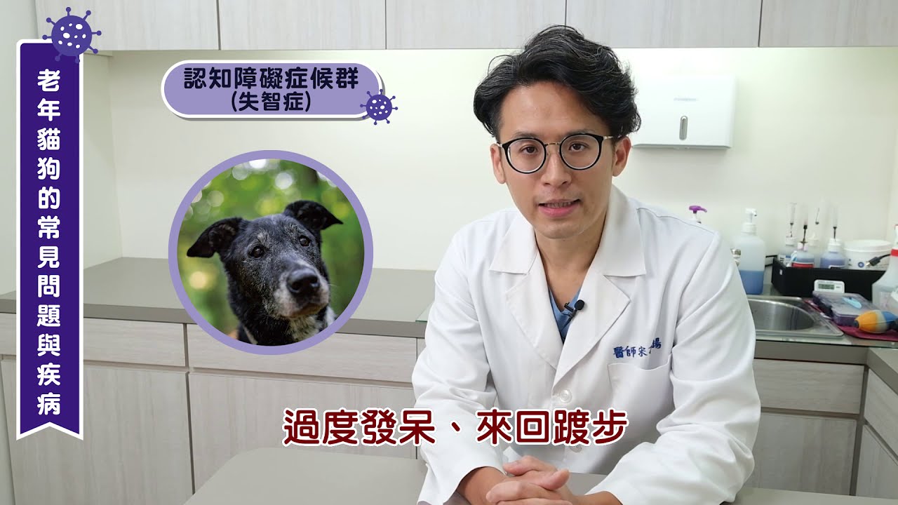 【毛孩健康小站】當毛孩漸漸老了，所需的營養和照護跟年輕時不同｜宋子揚獸醫師