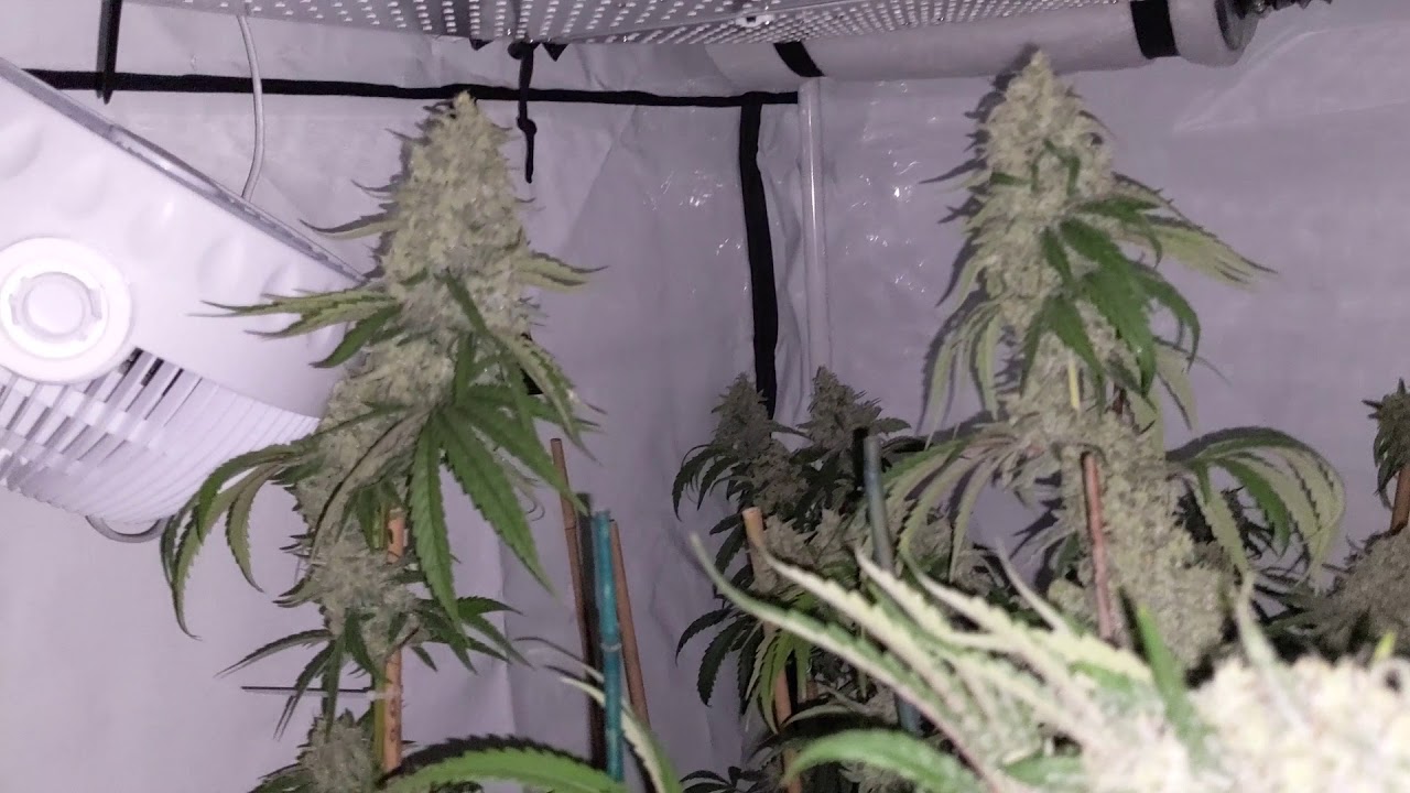 Solar flare 400w led & Citradelic Sunset by Ethos Genetics Day 57