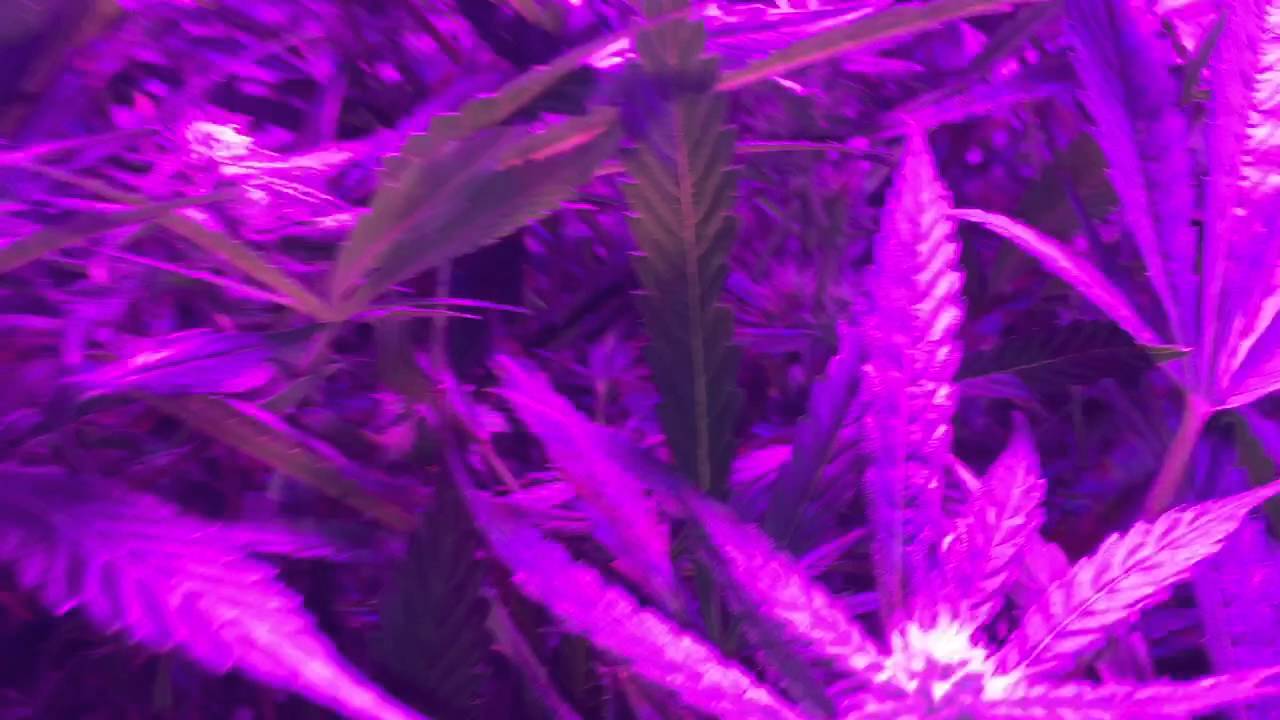 Bubbleponics Mars Hydro Reflector 96x5 cash crop crop auto by cream of the crop seeds
