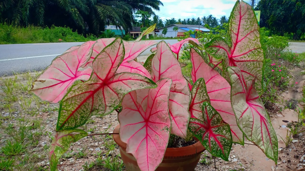 ตะลึงมาก!!!เจอ สูตรดินที่ใช้ปลูกบอนสีให้สวยสีสดเข้มใบใหญ่แตกกอเร็วสุดตะลึง!!