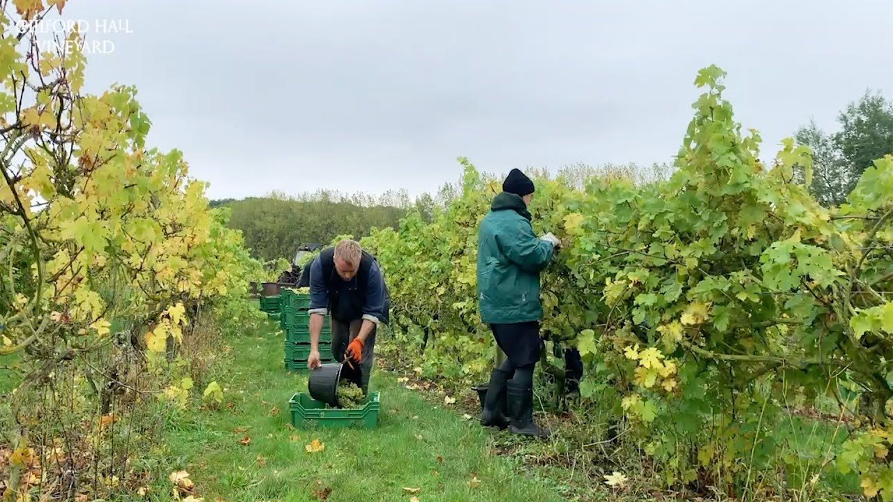 Grape Harvest and Wine Making Process at Chilford Hall Vineyard, Cambridge, UK