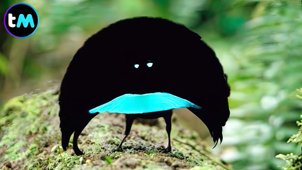 Las 10 AVES M&Aacute;S RARAS Del Mundo 🐦🤯