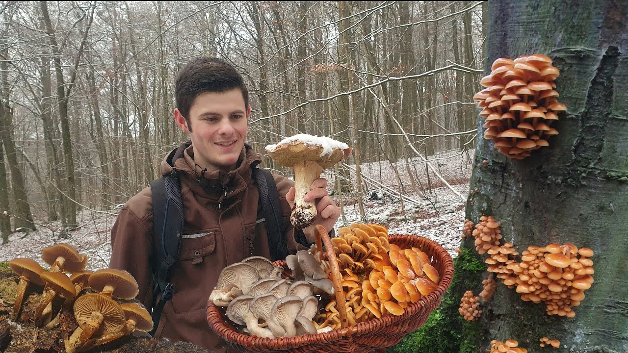 Im Winterpilz-Paradies - letzte Steinpilze zum 2. Advent