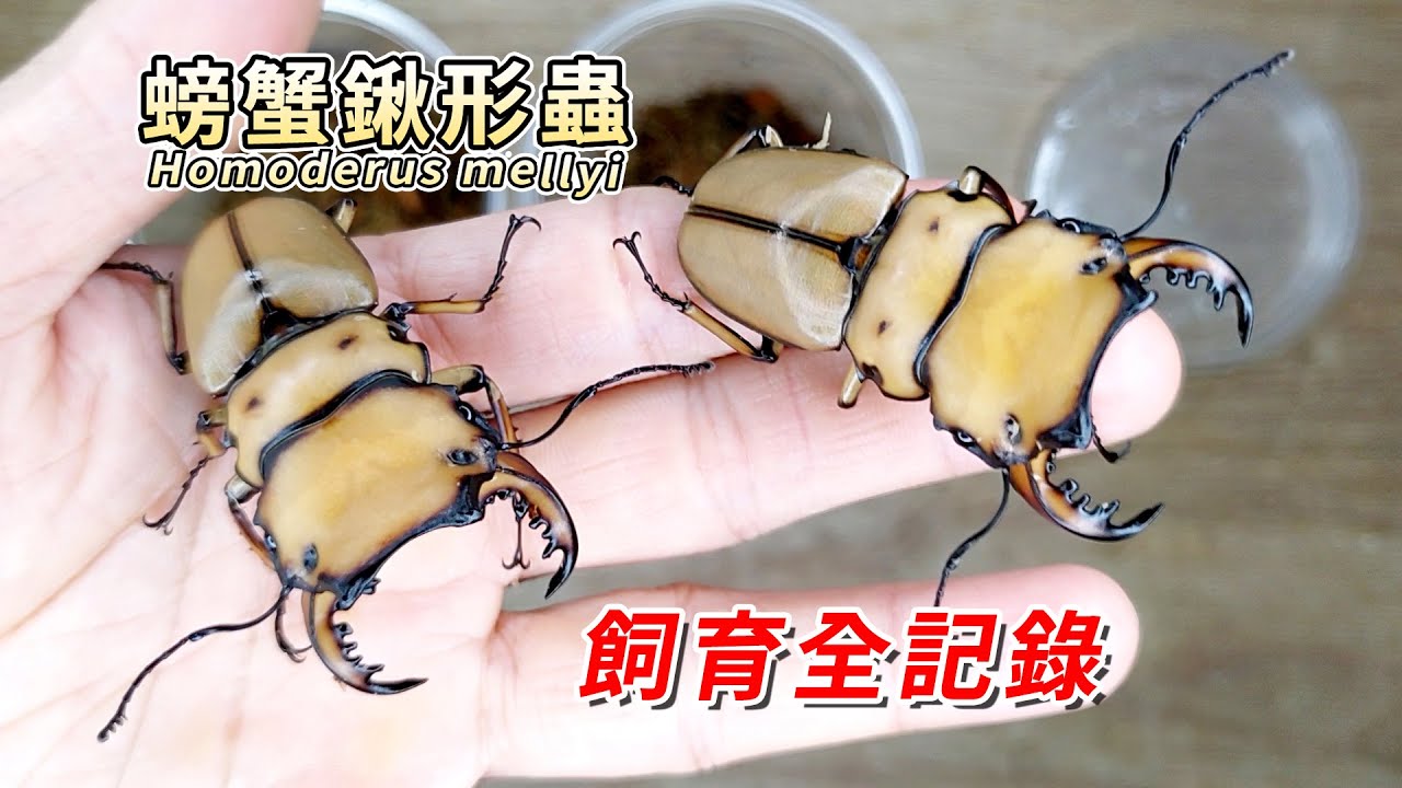 【山林蟲坊】螃蟹鍬形蟲飼育全記錄 | Homoderus mellyi: Full Record of Rearing